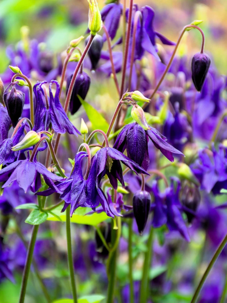 Purple Columbine Seeds - Aquilegia Vulgaris Flower Seeds - 100 Count Outdoor - Image 2
