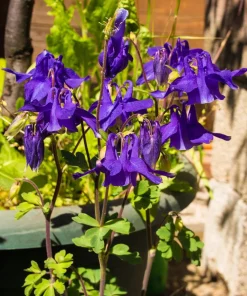 Purple Columbine Seeds - Aquilegia Vulgaris Flower Seeds - 100 Count Outdoor - Image 3