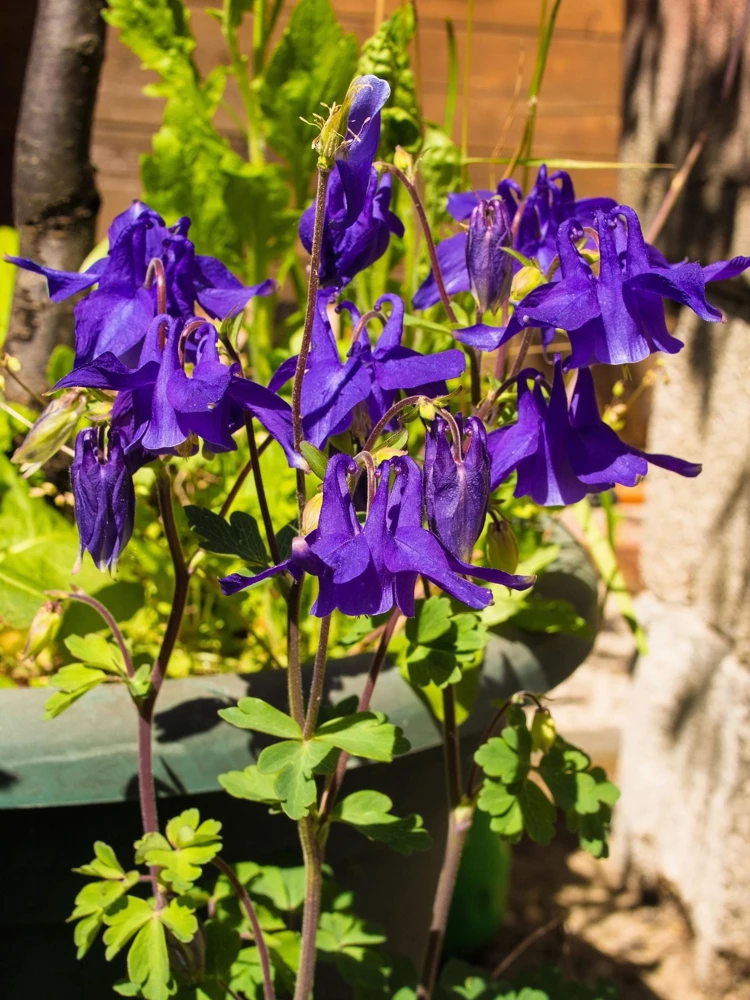 Purple Columbine Seeds - Aquilegia Vulgaris Flower Seeds - 100 Count Outdoor - Image 3