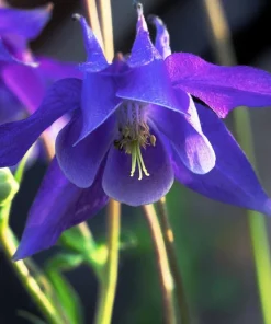 Purple Columbine Seeds - Aquilegia Vulgaris Flower Seeds - 100 Count Outdoor - Image 4