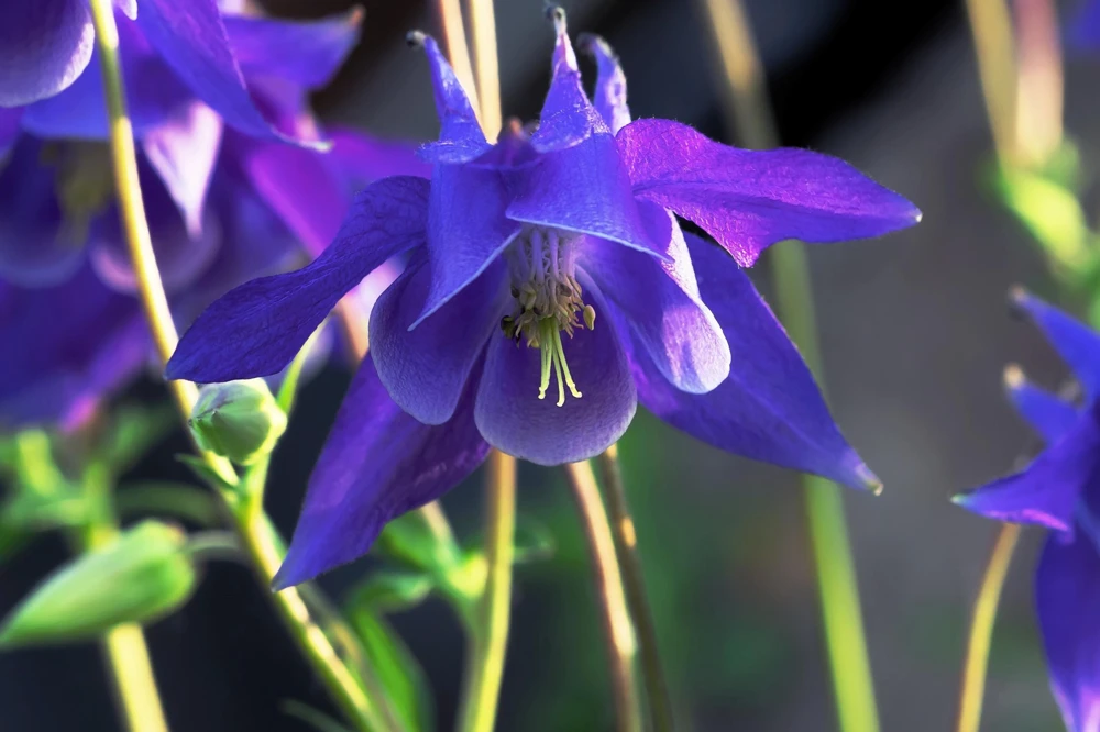 Purple Columbine Seeds - Aquilegia Vulgaris Flower Seeds - 100 Count Outdoor - Image 4
