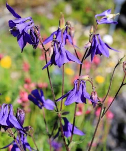 Purple Columbine Seeds - Aquilegia Vulgaris Flower Seeds - 100 Count Outdoor - Image 5