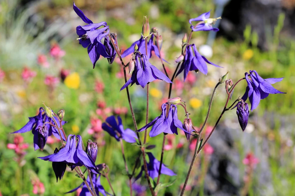 Purple Columbine Seeds - Aquilegia Vulgaris Flower Seeds - 100 Count Outdoor - Image 5