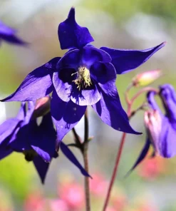 Purple Columbine Seeds - Aquilegia Vulgaris Flower Seeds - 100 Count Outdoor - Image 6