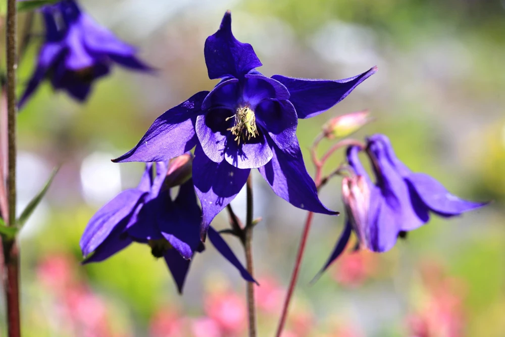 Purple Columbine Seeds - Aquilegia Vulgaris Flower Seeds - 100 Count Outdoor - Image 6