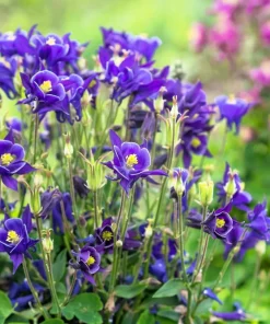 Purple Columbine Seeds - Aquilegia Vulgaris Flower Seeds - 100 Count Outdoor - Image 7