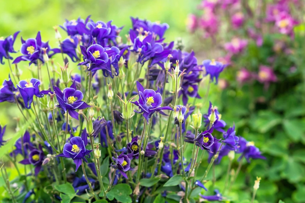 Purple Columbine Seeds - Aquilegia Vulgaris Flower Seeds - 100 Count Outdoor - Image 7