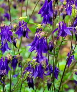 Purple Columbine Seeds - Aquilegia Vulgaris Flower Seeds - 100 Count Outdoor - Image 8