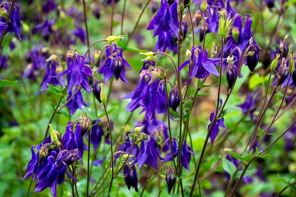 Purple Columbine Seeds - Aquilegia Vulgaris Flower Seeds - 100 Count Outdoor - Image 8