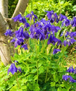 Purple Columbine Seeds - Aquilegia Vulgaris Flower Seeds - 100 Count Outdoor - Image 9