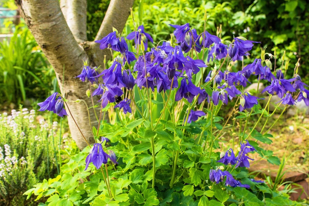 Purple Columbine Seeds - Aquilegia Vulgaris Flower Seeds - 100 Count Outdoor - Image 9