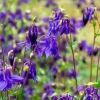 Purple Columbine Seeds - Aquilegia Vulgaris Flower Seeds - 100 Count Outdoor - Image 1