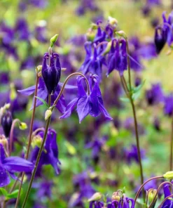 Purple Columbine Seeds - Aquilegia Vulgaris Flower Seeds - 100 Count Outdoor - Image 1