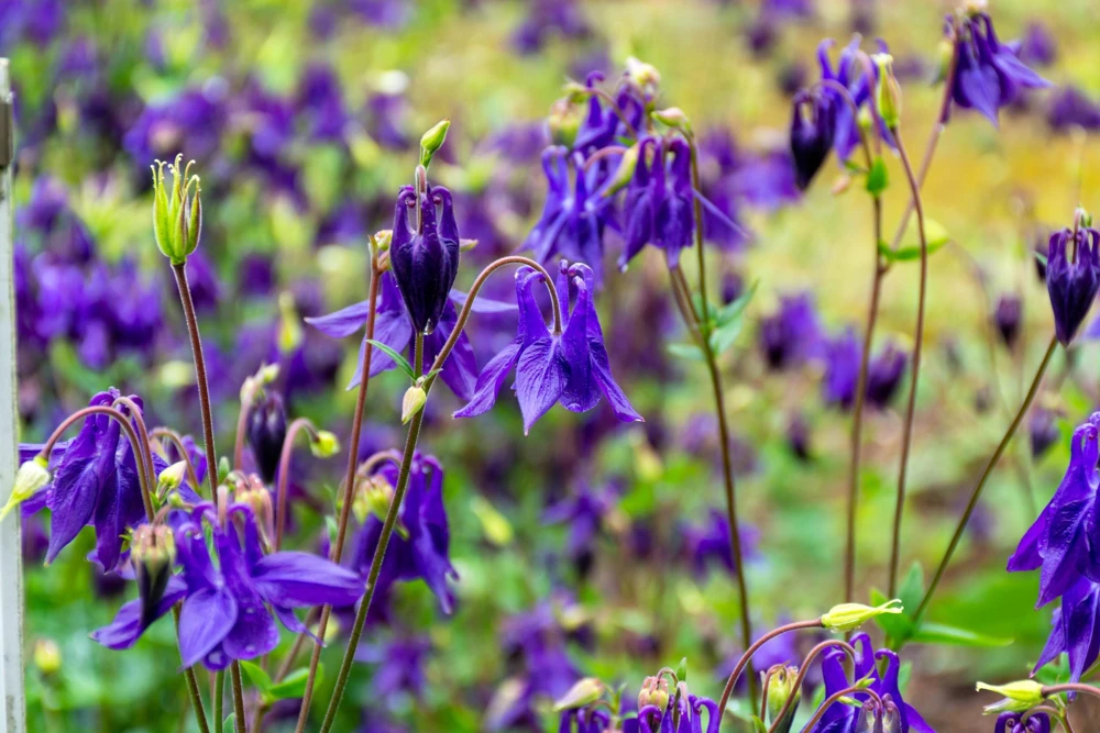 Purple Columbine Seeds - Aquilegia Vulgaris Flower Seeds - 100 Count Outdoor - Image 1