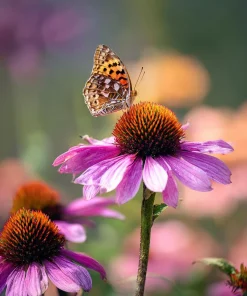 Purple Coneflower Seeds - Echinacea purpurea - 200 Seeds - Hardy Perennial for Pollinator Gardens - Image 2