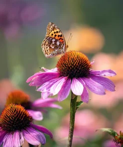 Purple Coneflower Seeds - Echinacea purpurea - 200 Seeds - Hardy Perennial - Pollinator Favorite - Image 2