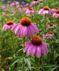 Purple Coneflower Seeds - Echinacea purpurea - 200 Seeds - Hardy Perennial for Pollinator Gardens - Image 3
