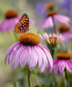 Purple Coneflower Seeds - Echinacea purpurea - 200 Seeds - Hardy Perennial - Pollinator Favorite - Image 4