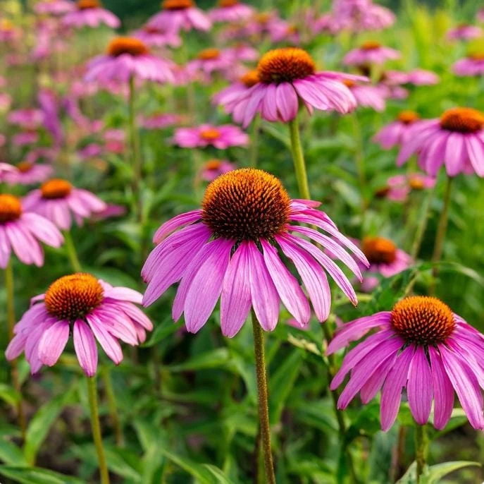 Purple Coneflower Seeds - Echinacea purpurea - 200 Seeds - Hardy Perennial - Pollinator Favorite - Image 5