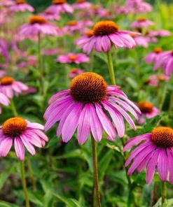 Purple Coneflower Seeds - Echinacea purpurea - 200 Seeds - Hardy Perennial for Pollinator Gardens - Image 5