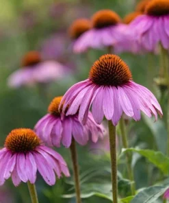 Purple Coneflower Seeds - Echinacea purpurea - 200 Seeds - Hardy Perennial - Pollinator Favorite - Image 6