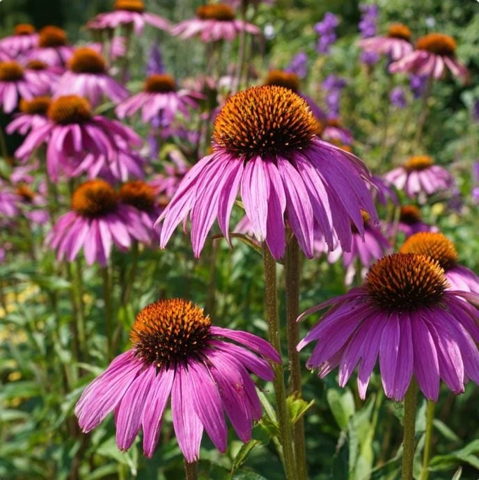 Purple Coneflower Seeds - Echinacea purpurea - 200 Seeds - Hardy Perennial - Pollinator Favorite - Image 1