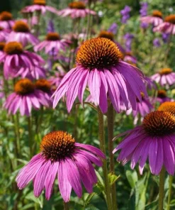 Purple Coneflower Seeds - Echinacea purpurea - 200 Seeds - Hardy Perennial for Pollinator Gardens - Image 1