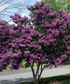 Purple Crape Myrtle Live Plants - 2 Pack, 6-12