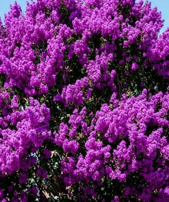 Purple Crape Myrtle Live Plants - 2 Pack, 6-12