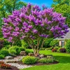 Purple Crape Myrtle Live Plants - 2 Pack, 6-12" Tall, Fast Growing - Image 1