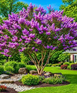 Purple Crape Myrtle Live Plants - 2 Pack, 6-12" Tall, Fast Growing - Image 1