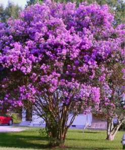 Purple Crape Myrtle Live Plants - 2 Pack, 6-12