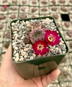 Purple Crown Cactus Live Plant - Sulcorebutia Rauschii Violacidermis - 3 inch Pot - Image 2