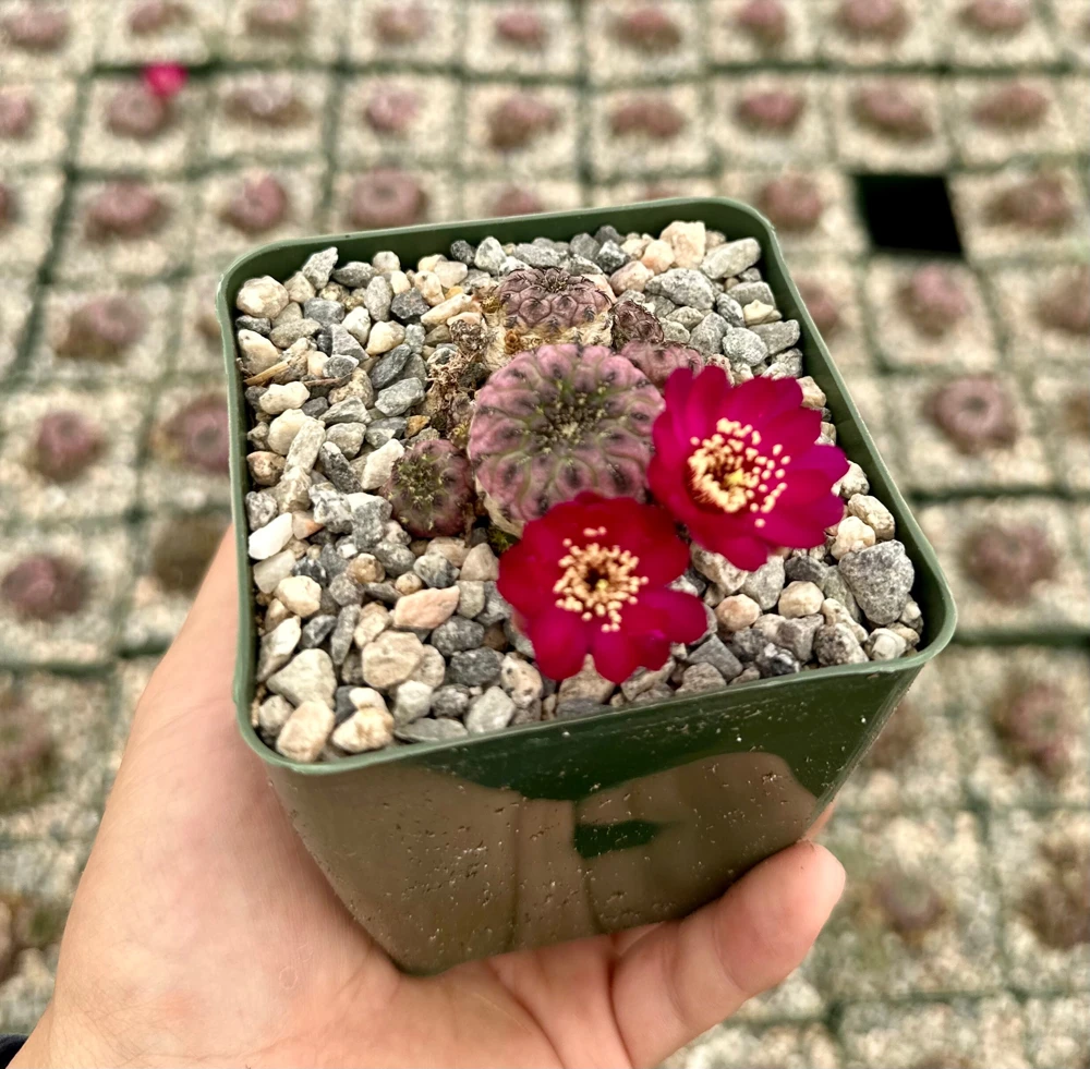 Purple Crown Cactus Live Plant - Sulcorebutia Rauschii Violacidermis - 3 inch Pot - Image 2