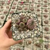 Purple Crown Cactus Live Plant - Sulcorebutia Rauschii Violacidermis - 3 inch Pot - Image 1