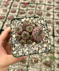 Purple Crown Cactus Live Plant - Sulcorebutia Rauschii Violacidermis - 3 inch Pot - Image 1