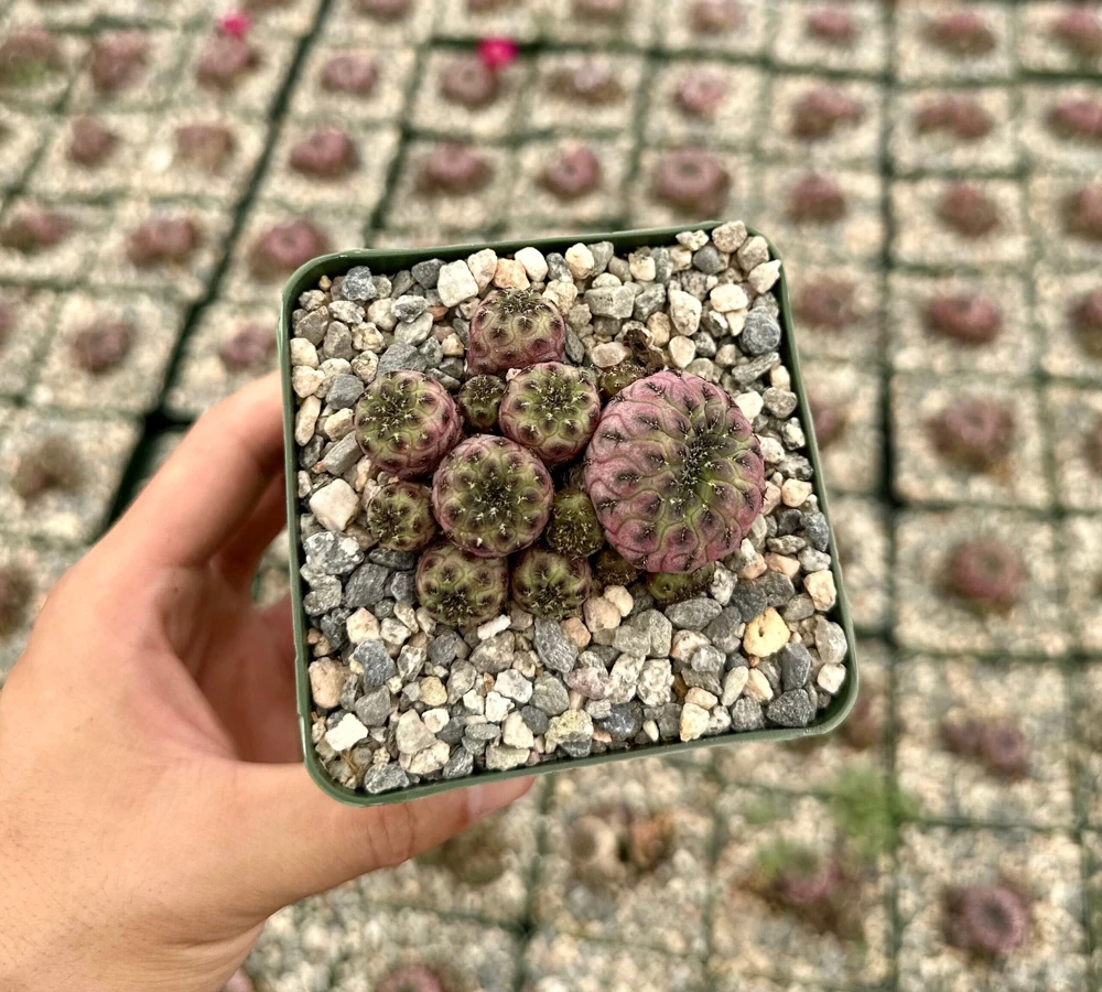 Purple Crown Cactus Live Plant - Sulcorebutia Rauschii Violacidermis - 3 inch Pot - Image 1