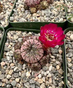 Purple Crown Cactus Live Plant - Sulcorebutia Rauschii Violacidermis - 3 inch Pot - Image 3