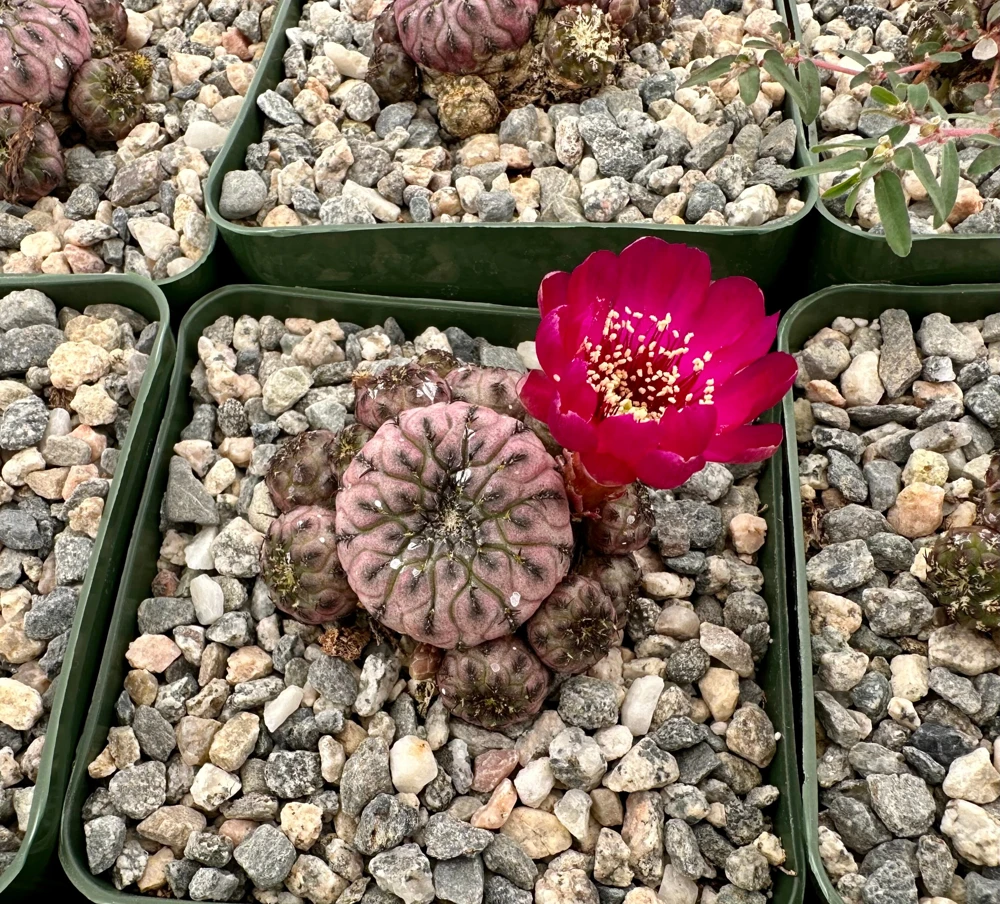 Purple Crown Cactus Live Plant - Sulcorebutia Rauschii Violacidermis - 3 inch Pot - Image 3