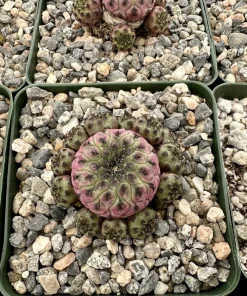 Purple Crown Cactus Live Plant - Sulcorebutia Rauschii Violacidermis - 3 inch Pot - Image 4
