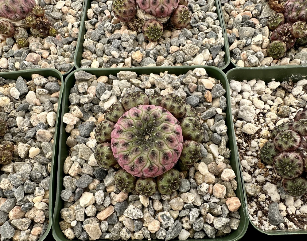 Purple Crown Cactus Live Plant - Sulcorebutia Rauschii Violacidermis - 3 inch Pot - Image 4
