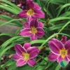 Purple d'Oro Daylily Bare Root Plant (1) – Perennial Flower Bulb Outdoor - Image 1