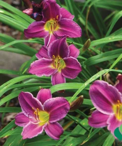 Purple d'Oro Daylily Bare Root Plant (1) – Perennial Flower Bulb Outdoor - Image 1