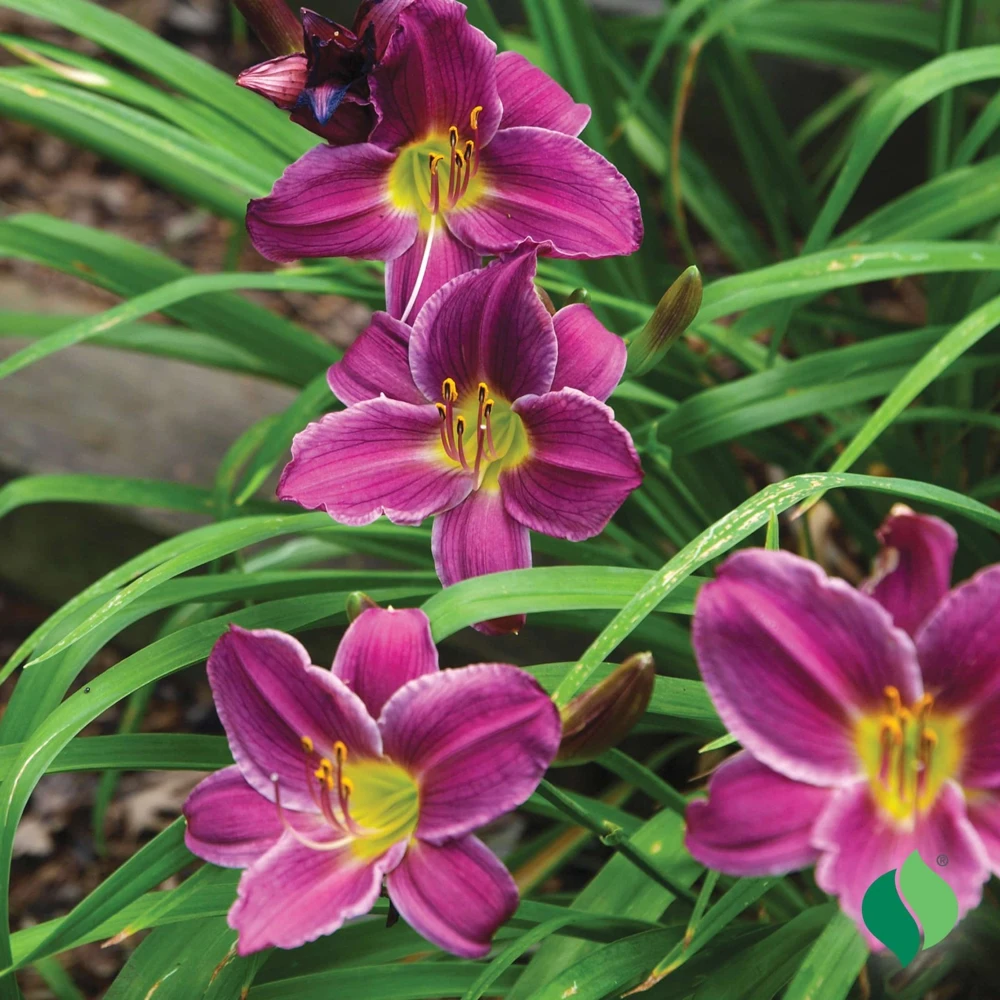Purple d'Oro Daylily Bare Root Plant (1) – Perennial Flower Bulb Outdoor - Image 1
