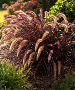 Purple Fountain Grass Live Plant 4-6 Inch Tall - Pennisetum Ornamental Grass - Image 2