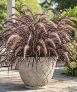 Purple Fountain Grass Live Plant 4-6 Inch Tall - Pennisetum Ornamental Grass - Image 3