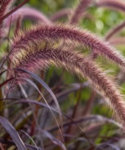 Purple Fountain Grass Live Plant 4-6 Inch Tall - Pennisetum Ornamental Grass - Image 4