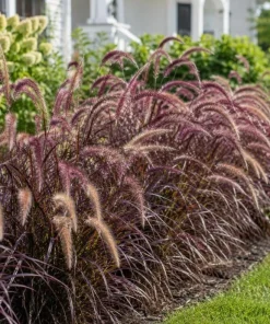 Purple Fountain Grass Live Plant 4-6 Inch Tall - Pennisetum Ornamental Grass - Image 5