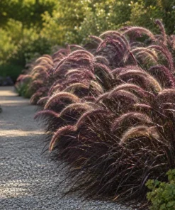 Purple Fountain Grass Live Plant 4-6 Inch Tall - Pennisetum Ornamental Grass - Image 6