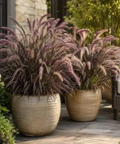 Purple Fountain Grass Live Plant 4-6 Inch Tall - Pennisetum Ornamental Grass - Image 7